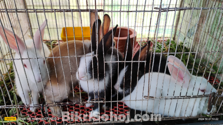 Rabbit sale